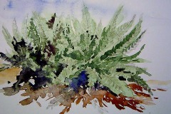 Fern Study 5" X 7"